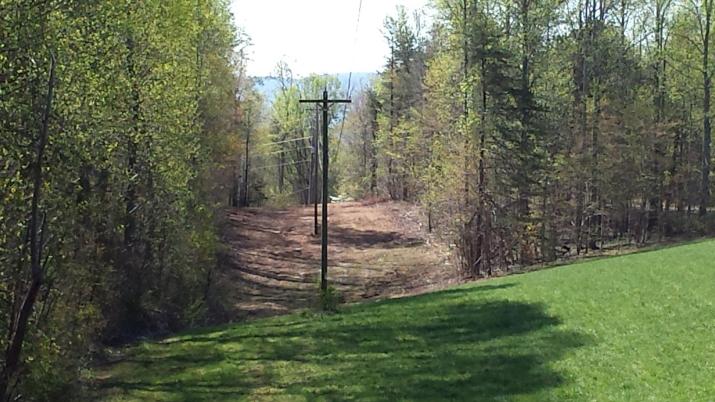 Electric power lines in the woods